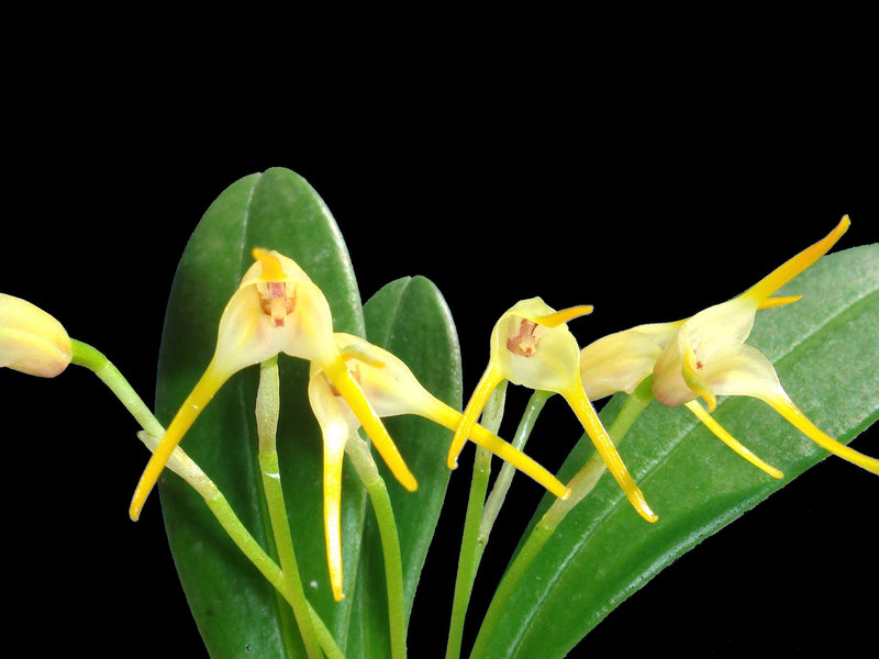 Masdevallia melanoglossa
