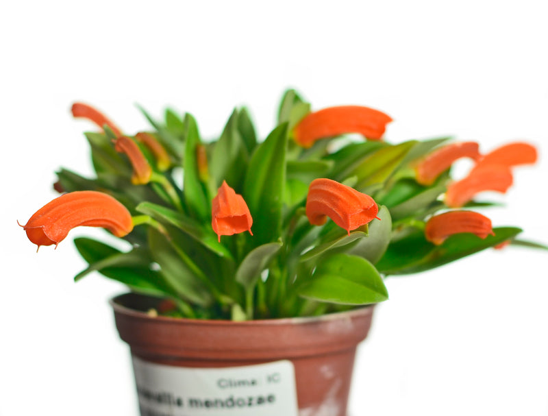 Masdevallia mendozae OP in vitro