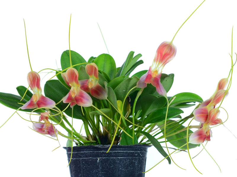 Masdevallia xanthina red