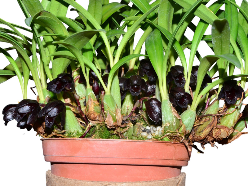 Maxillaria schunkeana (5 cm Topf)