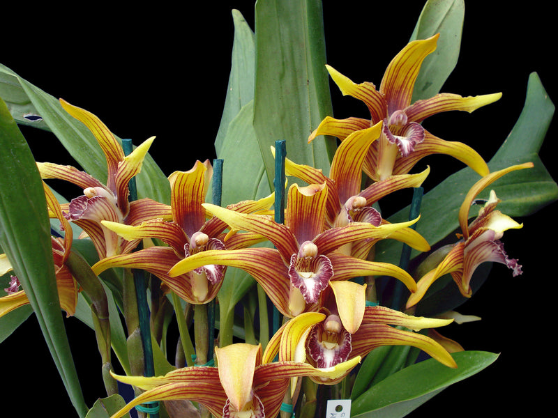 Maxillaria striata
