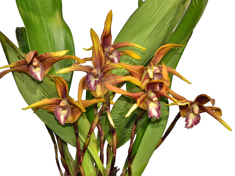Maxillaria striata