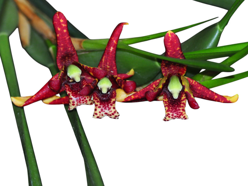Maxillaria tenuifolia (Topf 6cm)
