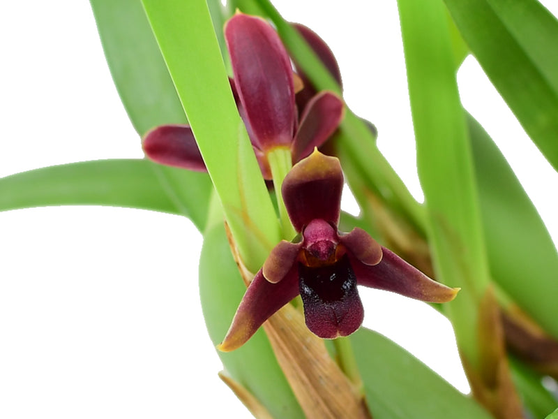 Maxillaria variabilis 'Dark'  5,5 cm pot