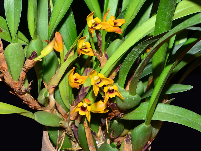 Maxillaria  variabilis 'Yellow' (5cm Topf )