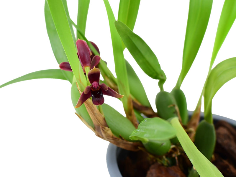 Maxillaria variabilis 'Dark'  5,5 cm pot