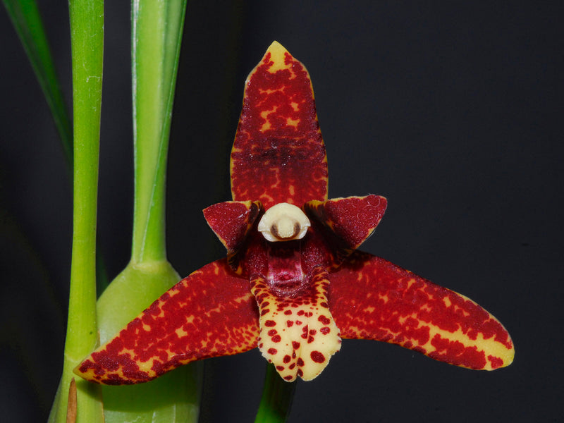 Maxillaria tenuifolia (Topf 6cm)