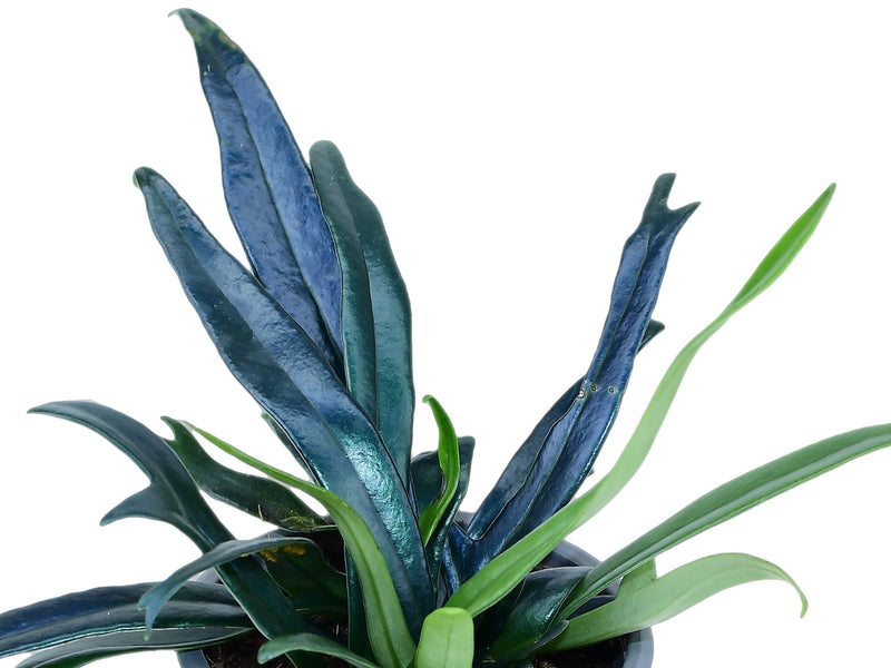 Microsorum thailandicum