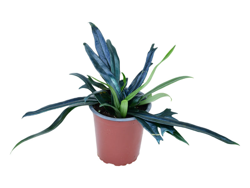 Microsorum thailandicum