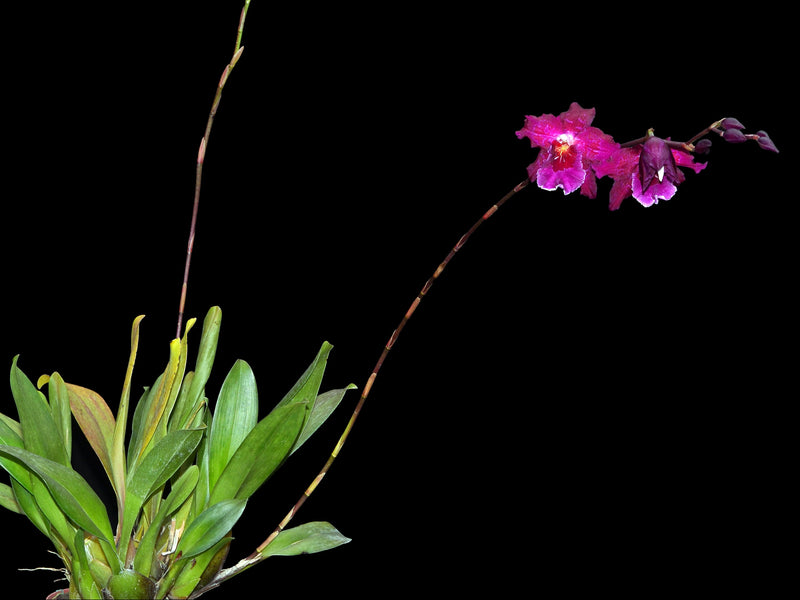 Miltonidium Aloha Passion 'Golden Gate'
