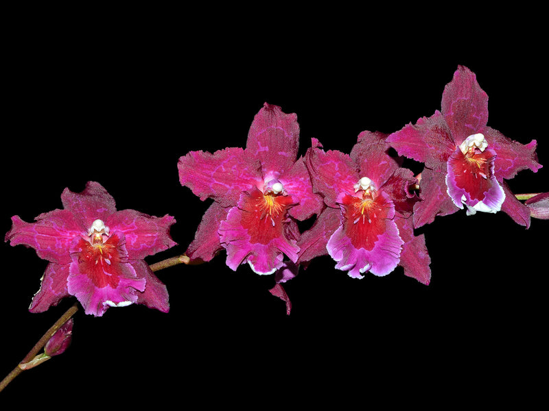 Miltonidium Aloha Passion 'Golden Gate'