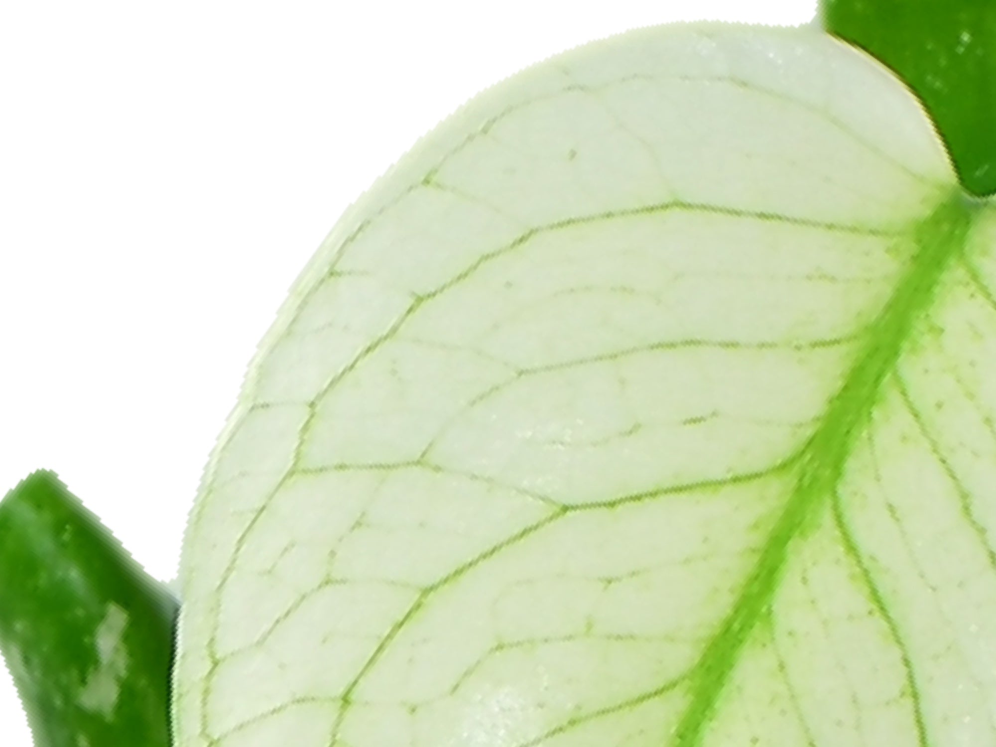 Monstera deliciosa 'Mint' Variegated (13cm Topf) — Ecuagenera