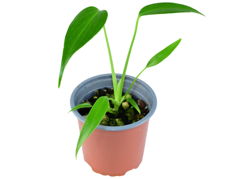 Monstera spec. nov. 'Burle Marx's Flame' (11 cm Topf)