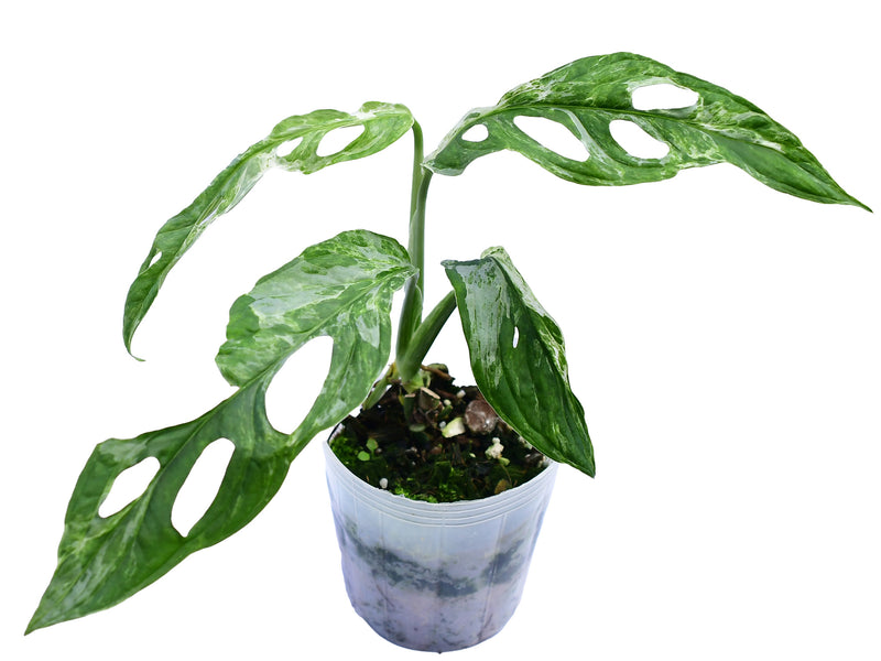 Monstera adansonii 'Indonesian Marble'