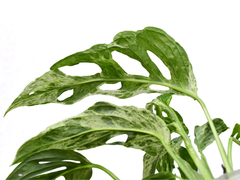 Monstera adansonii 'Indonesian Marble'