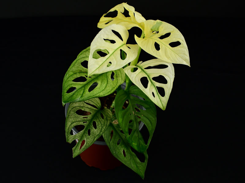 Monstera adansonii 'variegata'