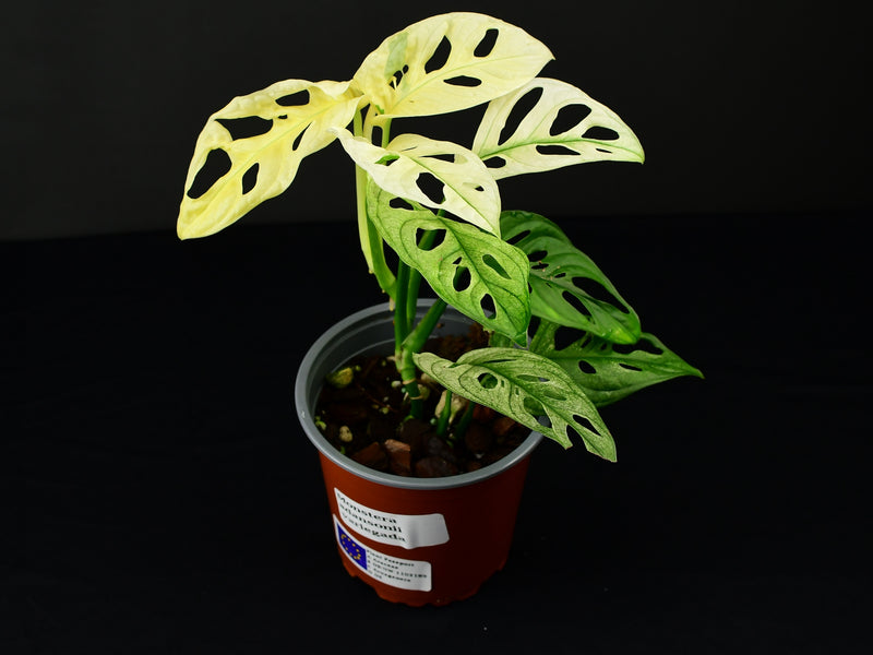 Monstera adansonii 'variegata'