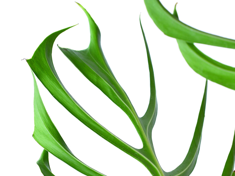 Monstera spec. nov. 'Burle Marx's Flame' (11 cm Topf)