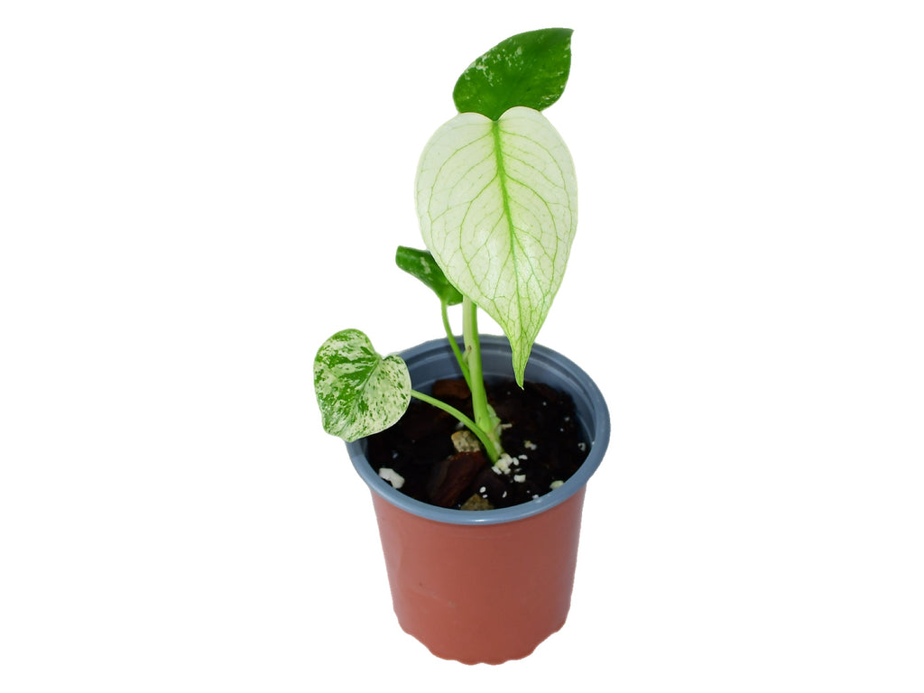 Monstera deliciosa 'Mint' variegata S (9 cm Topf