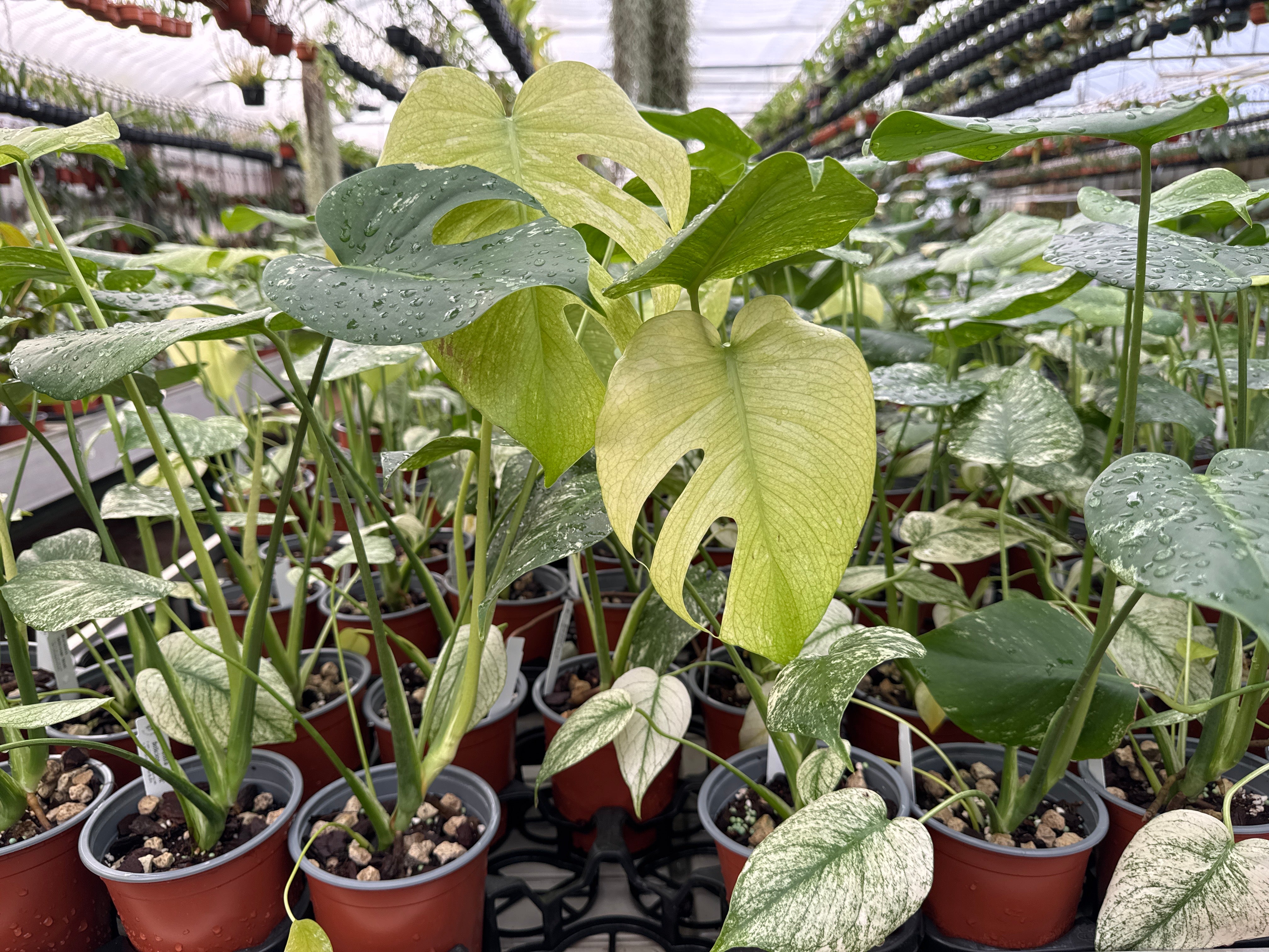 Monstera deliciosa 'Mint' Variegated (13cm Topf) — Ecuagenera