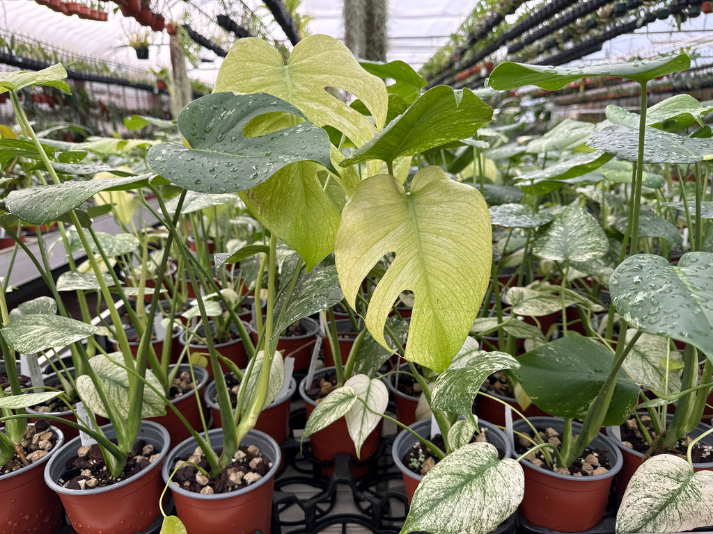 Monstera deliciosa 'Mint' Variegated (13cm Topf) — Ecuagenera Europe GmbH