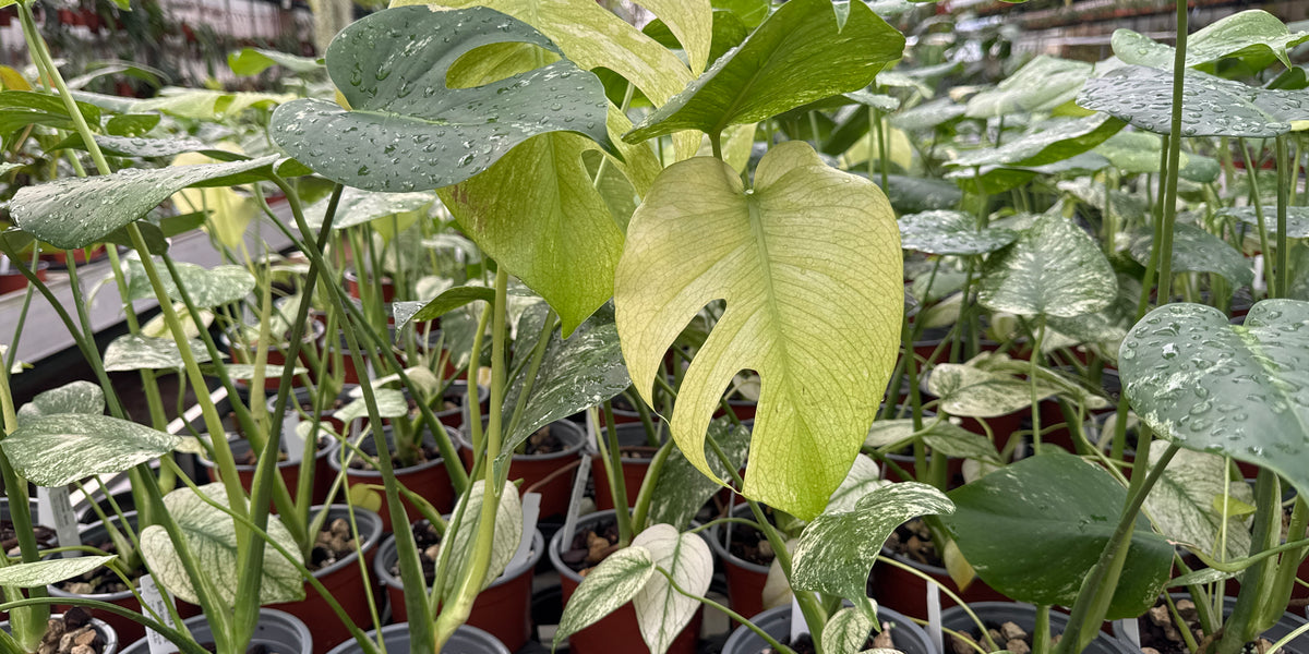biophytum sensitivum plant Biophytum sensitivum Plant – Acquature Living Art