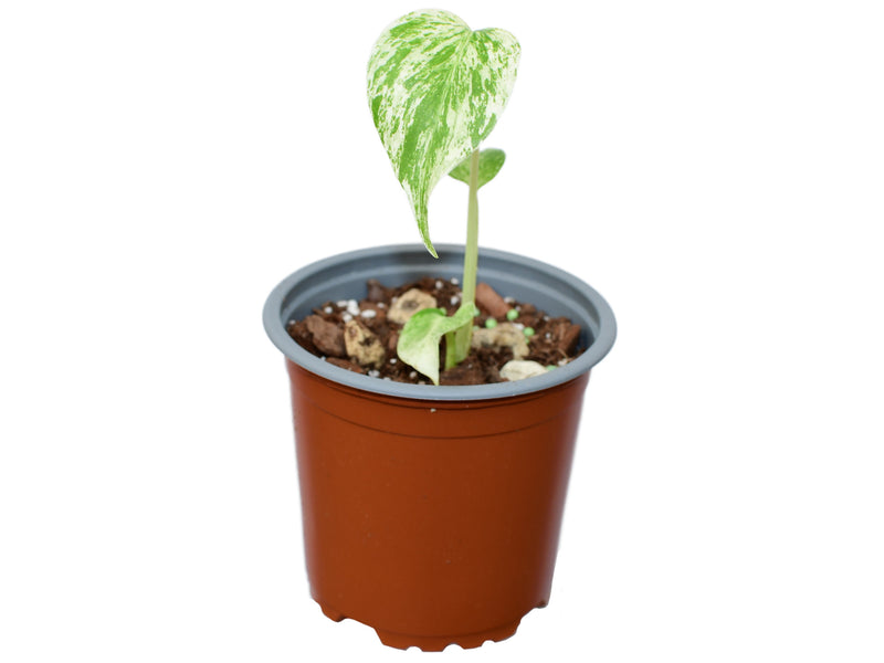 Monstera deliciosa 'White Monster''  XS (11 cm Topf)