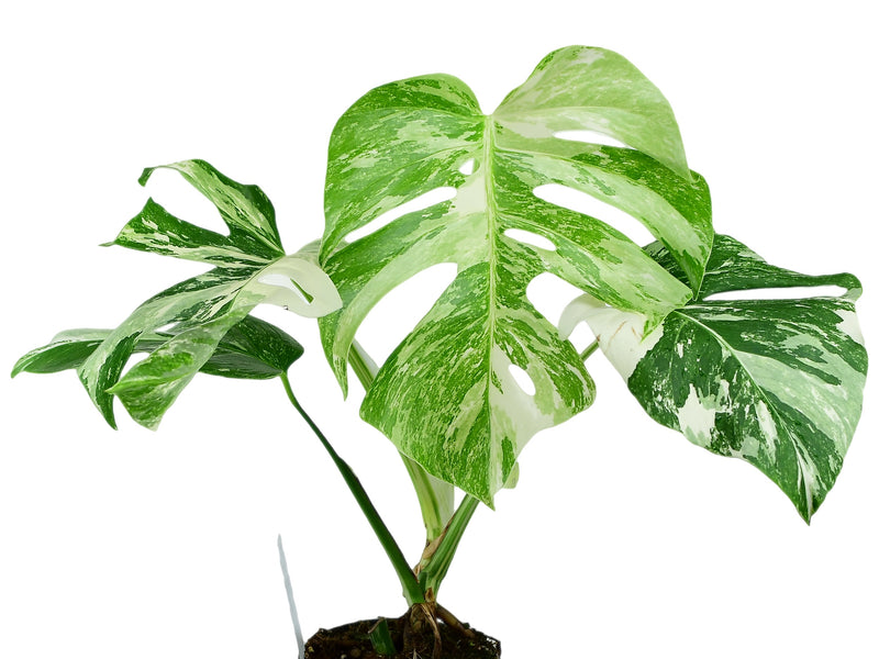 Monstera deliciosa 'Variegata'
