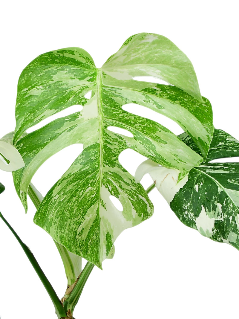 Monstera deliciosa 'Variegata'