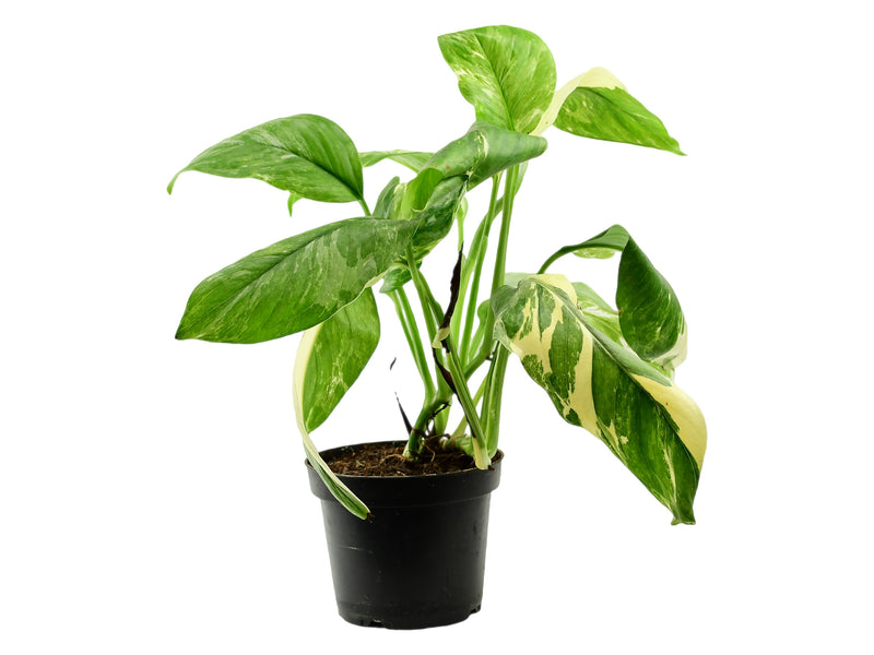 Monstera lechleriana 'varegata'