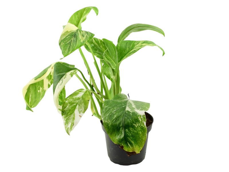Monstera lechleriana 'varegata'