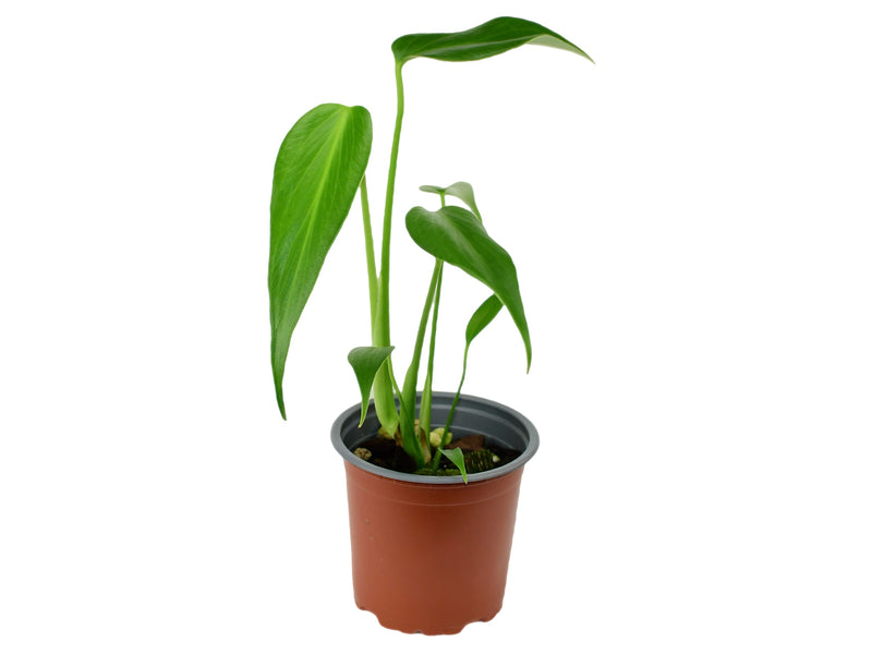 Monstera spec. nov. 'Burle Marx's Flame' (11 cm Topf)