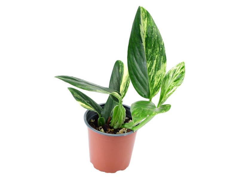 Monstera standleyana