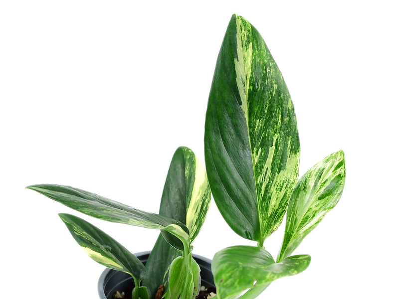 Monstera standleyana