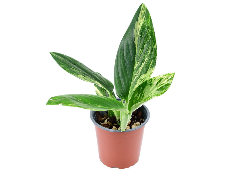 Monstera standleyana