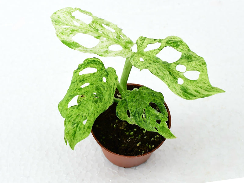 Monstera adansonii 'Frozen Freckless'