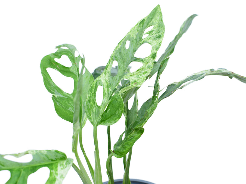 Monstera adansonii 'Indonesian Marble'