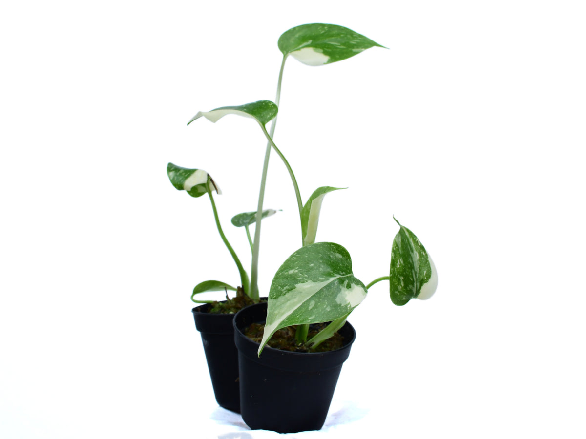 Monstera deliciosa 'Thai Constellation' XS (5,5cm Topf) — Ecuagenera Europe  GmbH