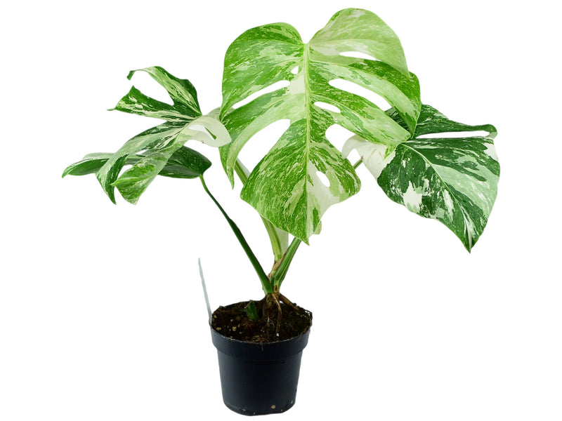 Monstera deliciosa 'Variegata'