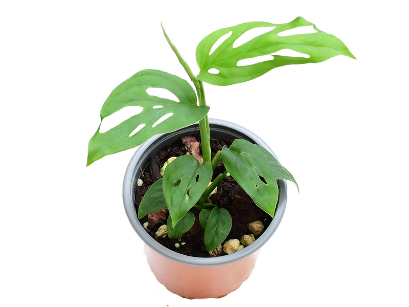 Monstera epipremnoides 'Esqueleto' S (11cm Topf)