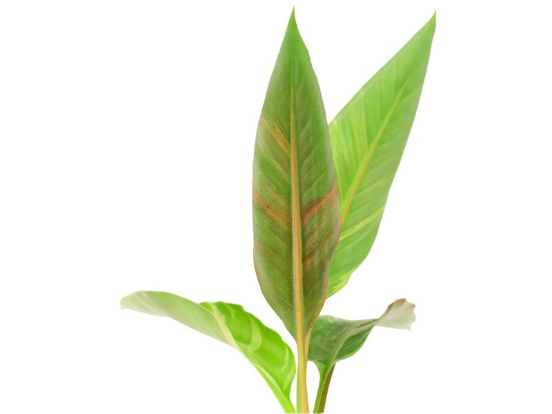 Musa acuminata 'Nono' (pink variegata)