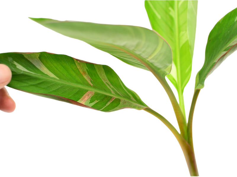 Musa acuminata 'Nono' (pink variegata)