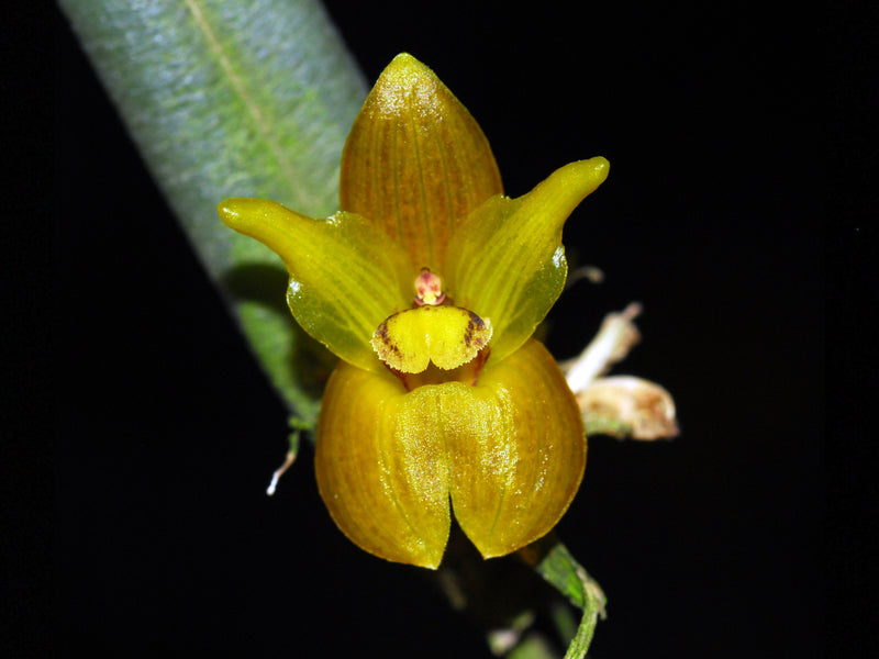 Myoxanthus uxorius