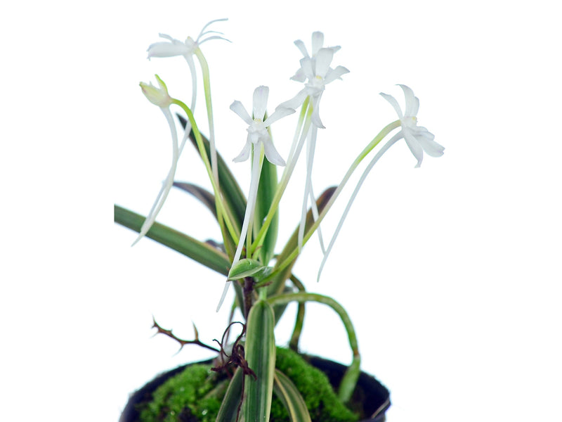 Neofinetia falcata
