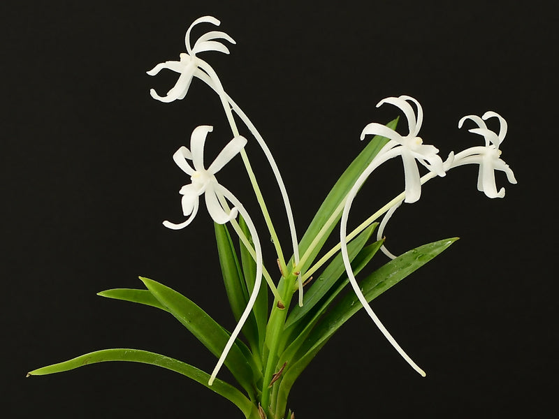 Neofinetia falcata var. amami