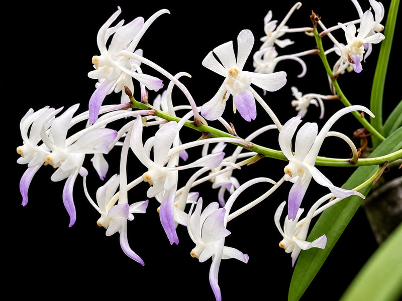 Neostylis Lou Sneary