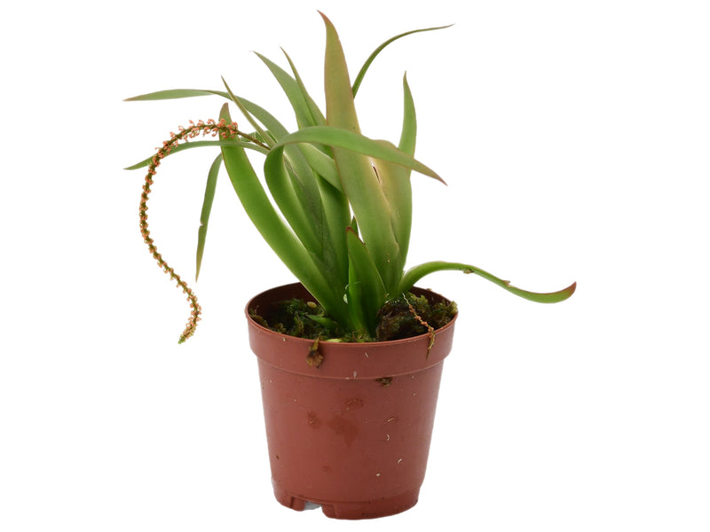 Oberonia brachystachys