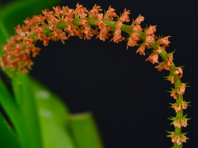 Oberonia brachystachys