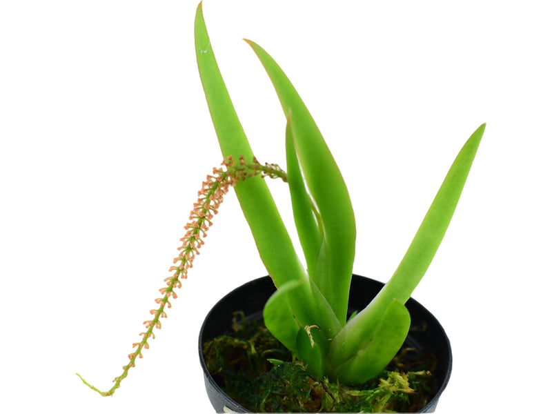 Oberonia brachystachys