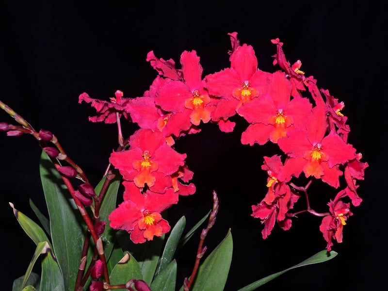 Oncidium Cholita Cuencana